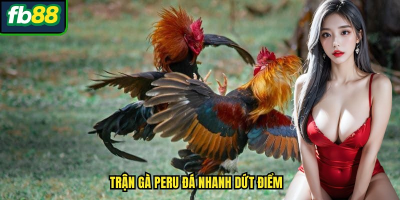 Trận gà Peru đá nhanh dứt điểm